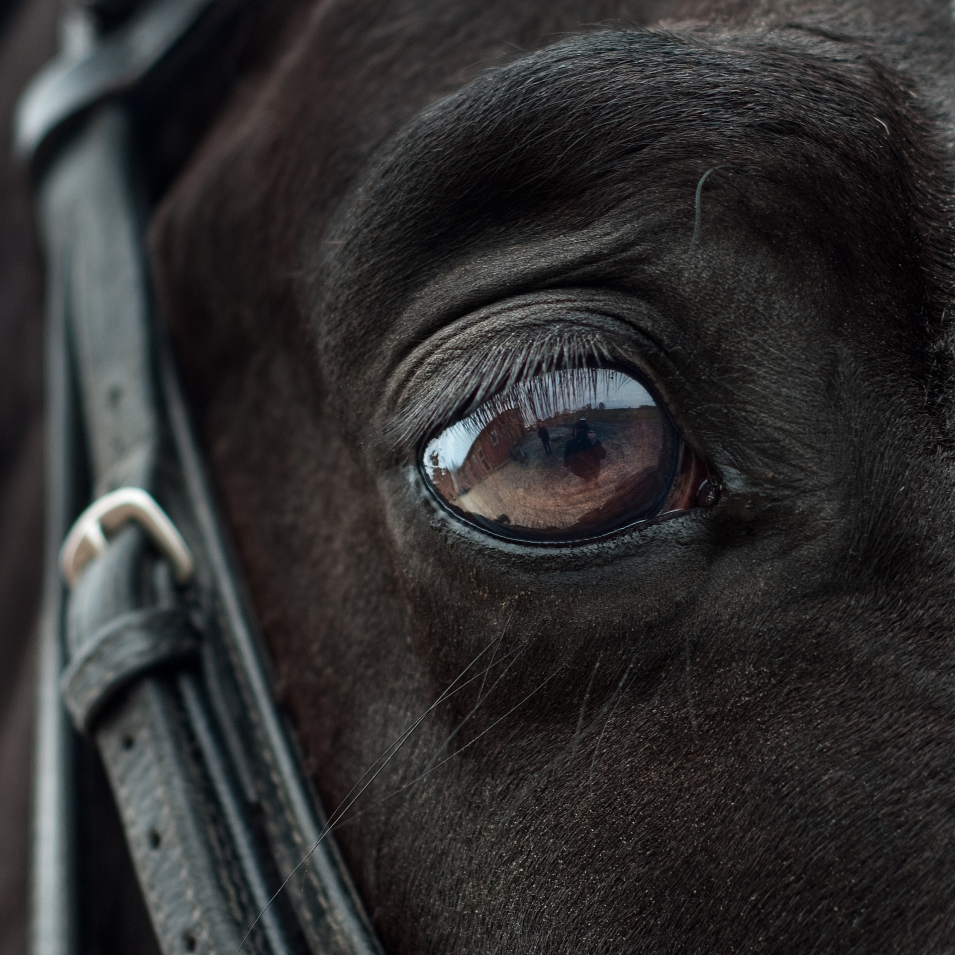 horse-2112196_1920