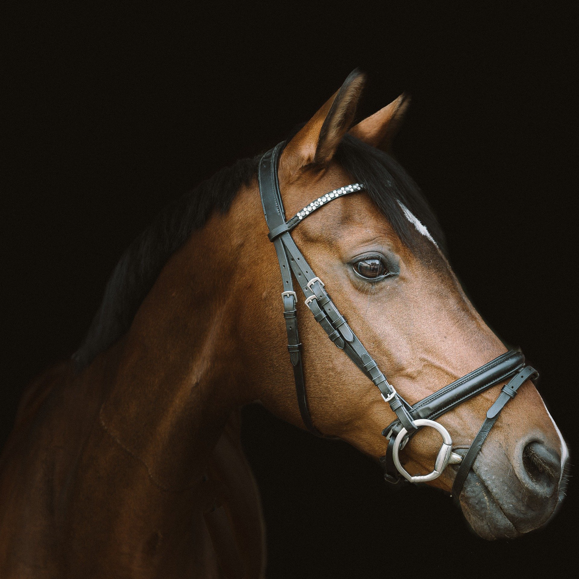 horse-4330166_1920